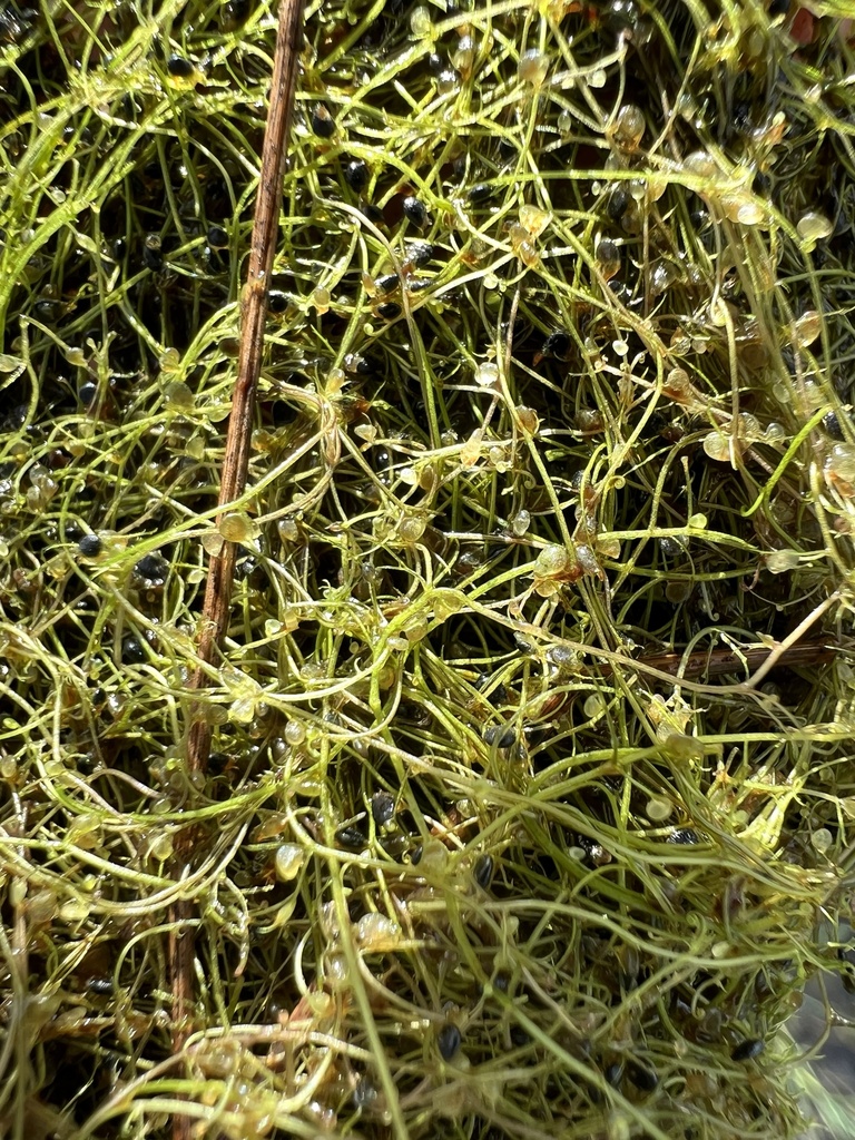 Utricularia olivacea C.Wright ex Griseb. 2
