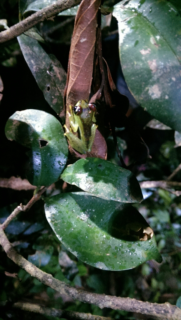 Bright-eyed Frogs