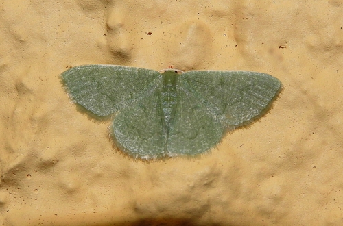 Phaiogramma faustinata