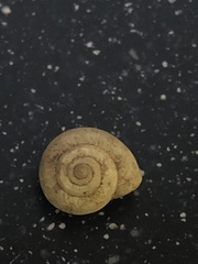 Praticolella mexicana