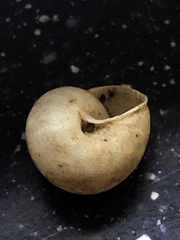 Praticolella mexicana