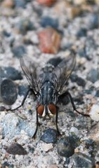 Diptera