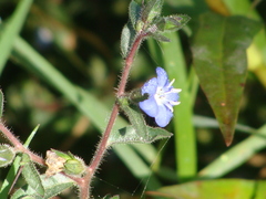 Hydrolea spinosa