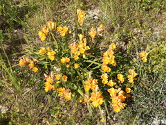 Freesia refracta