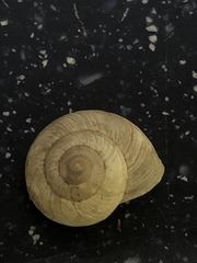 Praticolella mexicana