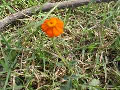 Adenophyllum squamosum