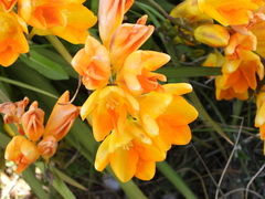 Freesia refracta