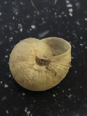 Praticolella mexicana