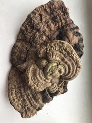 Ganoderma applanatum