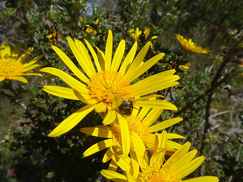 Image of Berkheya coriacea by (c) Thomas Koffel, some rights reserved (CC BY)