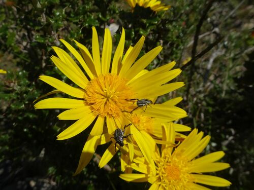 Image of Berkheya coriacea by (c) Thomas Koffel, some rights reserved (CC BY)