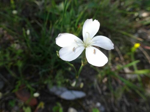 Image of Dianthus albens by (c) Thomas Koffel, some rights reserved (CC BY)