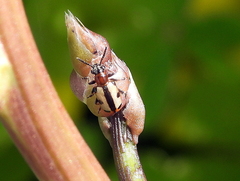Crioceris paracenthesis