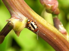 Crioceris paracenthesis