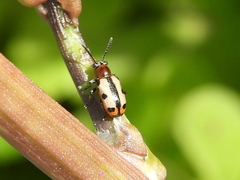 Crioceris paracenthesis