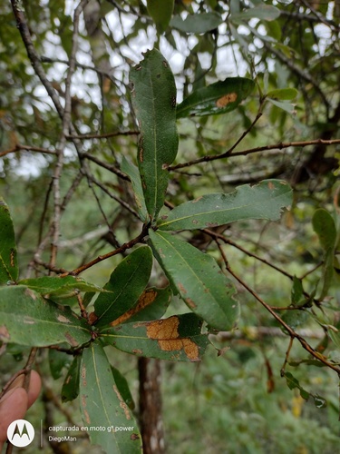 Quercus crispipilis
