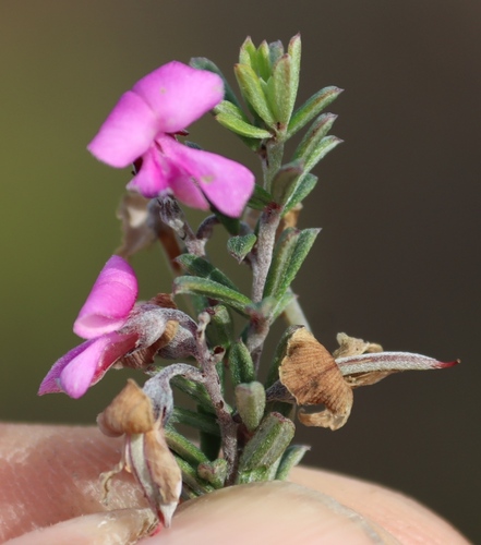 Image of Indigofera calcarea by (c) Tony Rebelo, some rights reserved (CC BY-SA)
