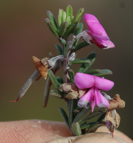 Image of Indigofera calcarea by (c) Tony Rebelo, some rights reserved (CC BY-SA)