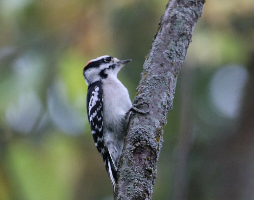 Downy Woodpecker from Niagara-on-the-Lake, ON, Canada on October 5 ...