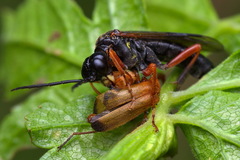 Tenthredo atra