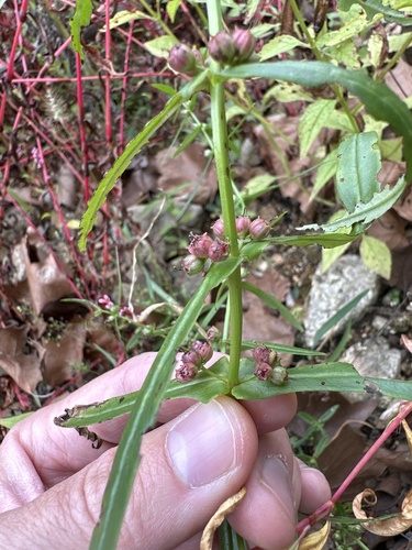 Ammannia auriculata iNat (3)