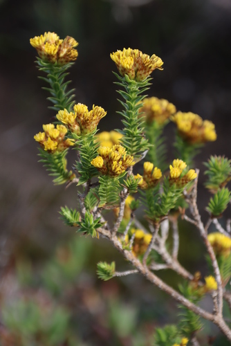 Image of Oedera steyniae by (c) Tony Rebelo, some rights reserved (CC BY-SA)