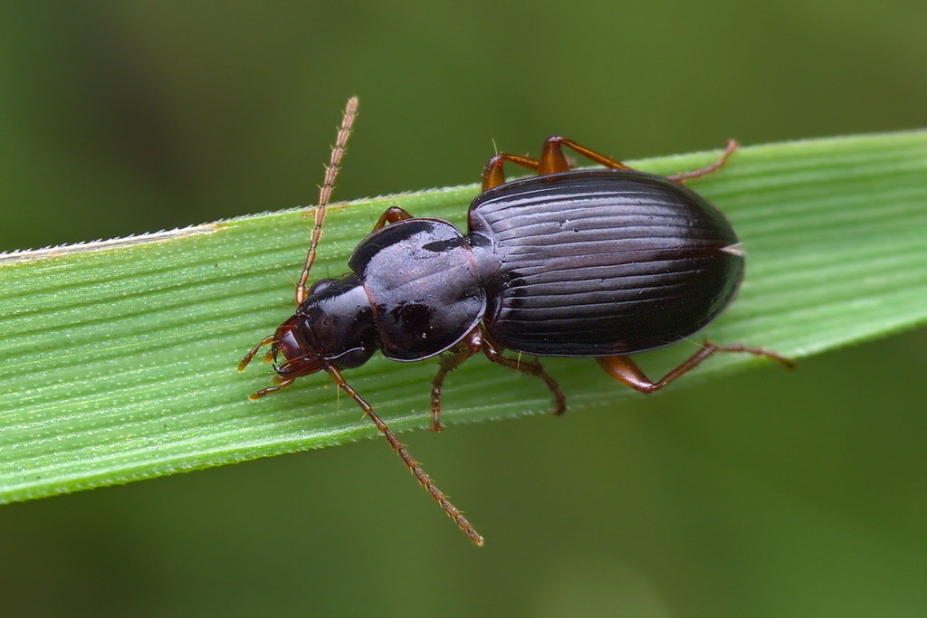 Synuchus vivalis