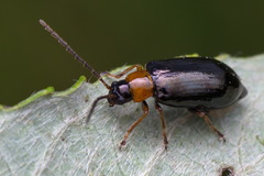 Luperus luperus
