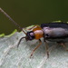 Luperus luperus - Photo (c) Иван Тисленко, some rights reserved (CC BY-NC), uploaded by Иван Тисленко