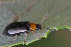 Luperus luperus