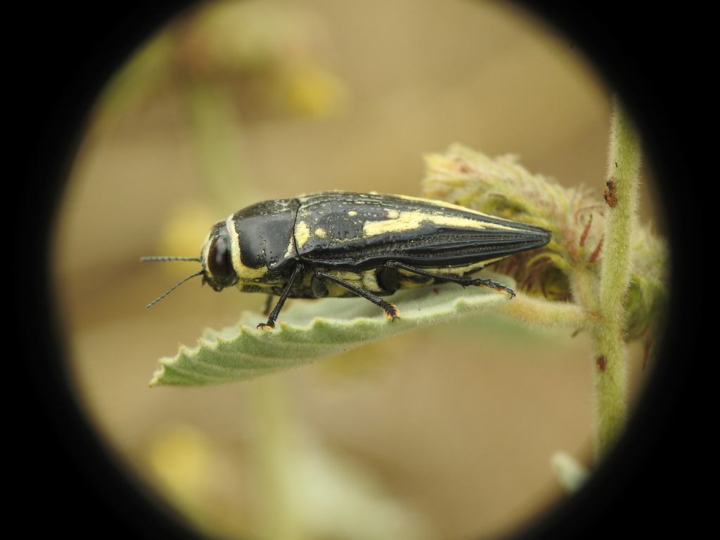 Lampetis mariae