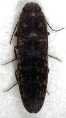 Monocrepidius submarmoratus