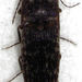 Monocrepidius submarmoratus - Photo (c) Stephen Thorpe, alguns direitos reservados (CC BY-NC), uploaded by Stephen Thorpe