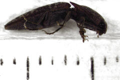 Monocrepidius submarmoratus