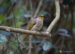 Pycnonotus finlaysoni