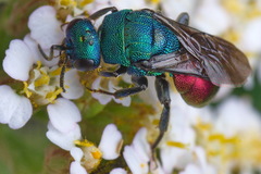 Hedychrum gerstaeckeri