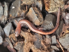 Plethodon cinereus image