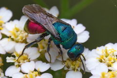 Hedychrum gerstaeckeri