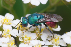 Hedychrum gerstaeckeri