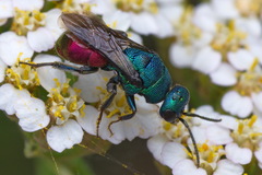Hedychrum gerstaeckeri