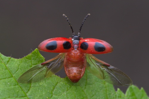 False Ladybird
