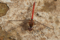 Sympetrum nigrifemur