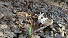Erythronium dens-canis