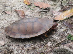 Rhinemys rufipes