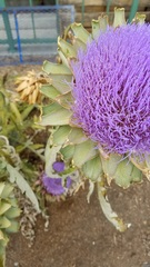 Cynara cardunculus cardunculus
