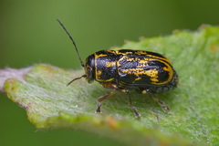 Pachybrachis hieroglyphicus