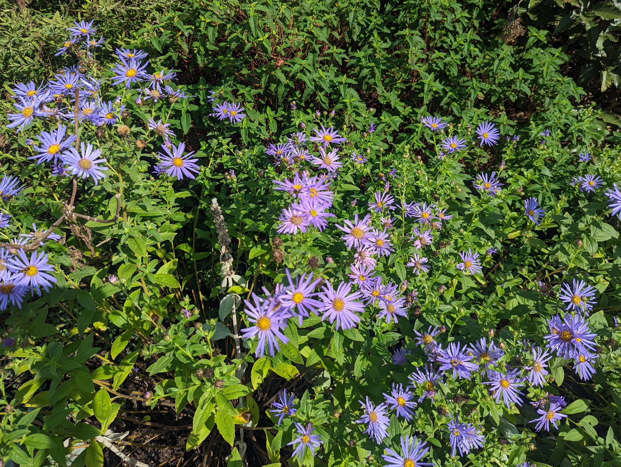 Frikart's Aster (Aster ×)