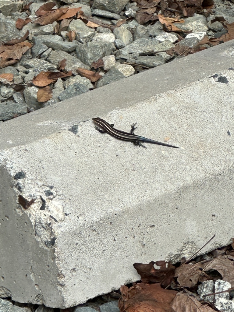 Vertebrates from Gerringer Mill Rd, Elon, NC, US on October 6, 2023 at