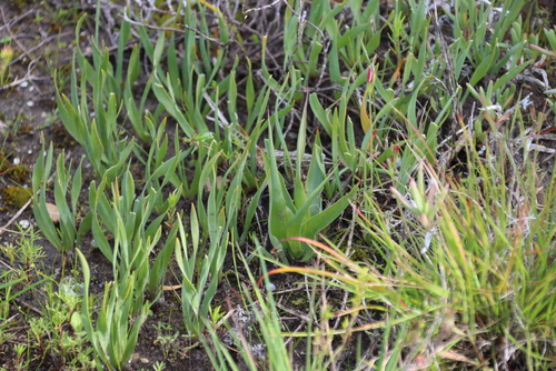 Image of Bellow Squill (Drimia physodes) by (c) Tony Rebelo, some rights reserved (CC BY-SA)