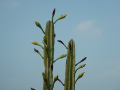 Cactaceae